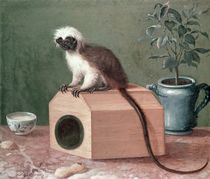 The Favourite Monkey of Carl Linnaeus  by Gustavus Hesselius