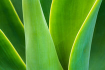Detail einer grünen Pflanze auf der Insel Madeira von Rico Ködder
