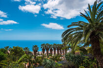 Blick auf Palmen in Funchal auf der Insel Madeira von Rico Ködder