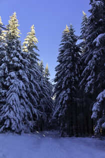 Winterwald von mario-s