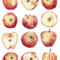 Apples-5000x7000