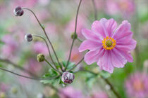Anemone by lisa-glueck