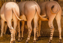  African Somali donkeys with their particular zebra legs  by susanna mattioda