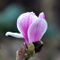 Dsc-0455-magnolie-foto-munk-heinz-nordhorn