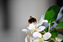Pollensammler von Heinz Munk