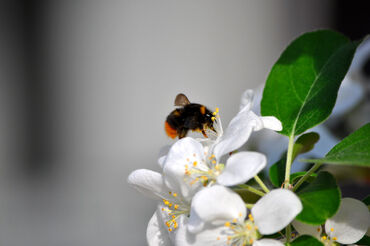 Dsc-0744-pollensammeln-hummel-foto-munk-nordhorn-kunst