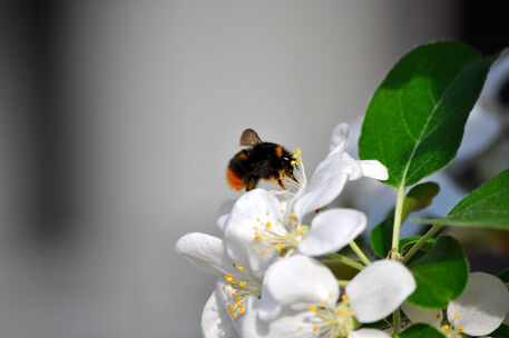Dsc-0744-pollensammeln-hummel-foto-munk-nordhorn-kunst