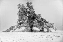 Winterbaum von urbanek-b