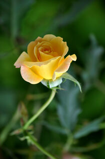 Eine Rose von Heinz Munk