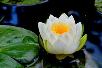 Flower on the Pond von Anna Calloch