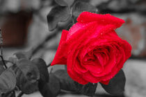 A monochrome rose  by susanna mattioda