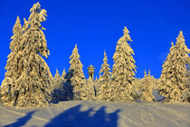 Wintermorgen auf dem Feldberg von Patrick Lohmüller