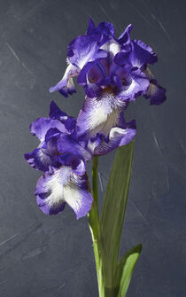 Iris Blüte von Guido Bergmann