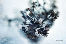 Tiny Winter Stars von Randi Grace Nilsberg