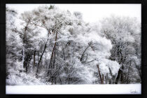 Trees in the Wintertime von Sandra  Vollmann