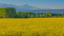 a field of yellow rapeseed flowers in Piedmont ,Italy von susanna mattioda