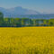 A-field-of-yellow-rapeseed-flowers-illuminated-by-the-sun