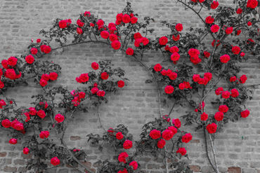 A-roses-climb-on-a-brick-wall-1-desaturated-img-8050