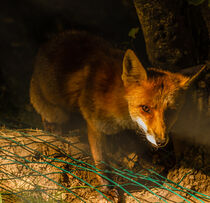 a nocturne  meeting with a fox in the woods by susanna mattioda