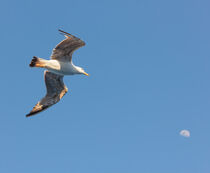 a seagull seems to hit the moon by susanna mattioda