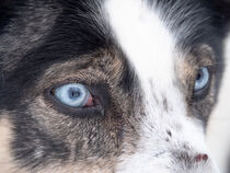 Auge vom Husky - Schlittenhund