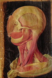 Anatomical drawing of the human head  by Hieronymus Fabricius ab Aquapendente