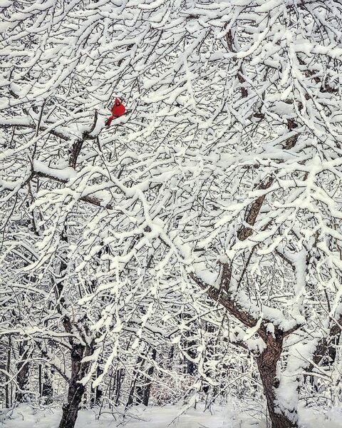 Cardinal-snow-trees
