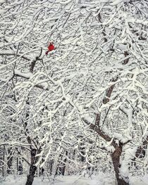 Winter Cardinal by William Schmid