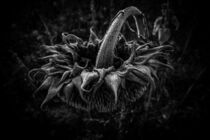 Dark Sunflower by Kilian Schloemp