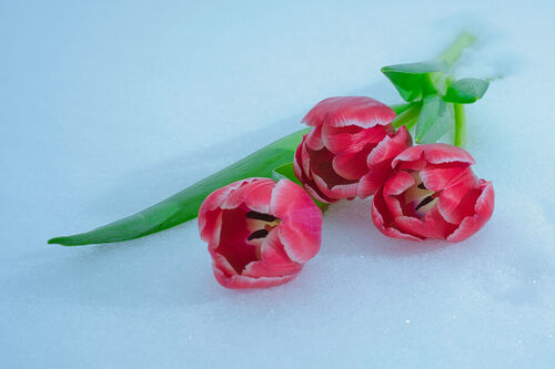 Tulpen-im-schnee