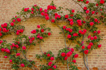 a roses climb on a brick wall      by susanna mattioda