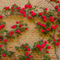 A-roses-climb-on-a-brick-wall-1-img-8050