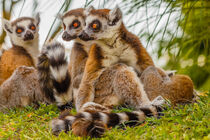 a male lemur hugs his female by susanna mattioda