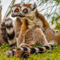 Madagascar-3-lemuriimg