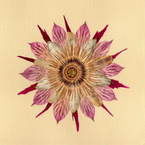 Passiflora 1 (quadratisch) by Sally Stevens