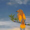 Orange-feathered-friend