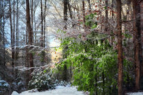 Late winter in the Blue Ridge Mountains von William Schmid