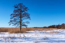 Baum am Bodden bei Wieck auf dem Fischland-Darß im Winter