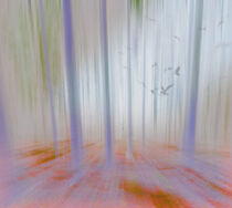 'Moving Forest Light' by florin