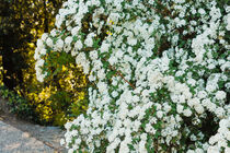 an arc of white spirea flowers von susanna mattioda