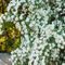 An-arc-of-white-spirea-flowersimg-7912