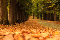 an avenue of trees with a carpet of  colorful  leaves by susanna mattioda