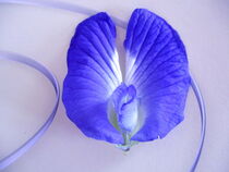 Blaue Schmetterlingserbse von Birgit Knodt