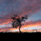 21feb-sunset-tree