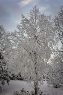 Snow-covered tree by David Halperin