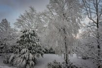 Snowy Trees von David Halperin
