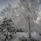 D-05420-e-snow-covered-trees