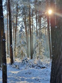Wald im Schnee von Julia H.