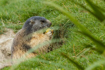 close-up of a marmot by susanna mattioda