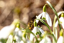 Pollensammlerin im Februar von Harald Schottner
